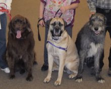The biggest therapy event featured more than 450 pounds of dog at one time. The biggest therapy event featured more than 450 pounds of dog at one time.